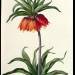 Fritillaria Imperialis from, `Les Lilacees'